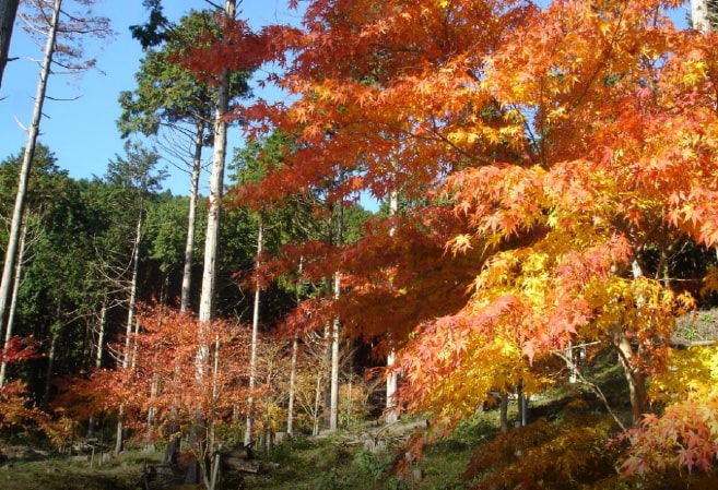 池峯 もみじの郷